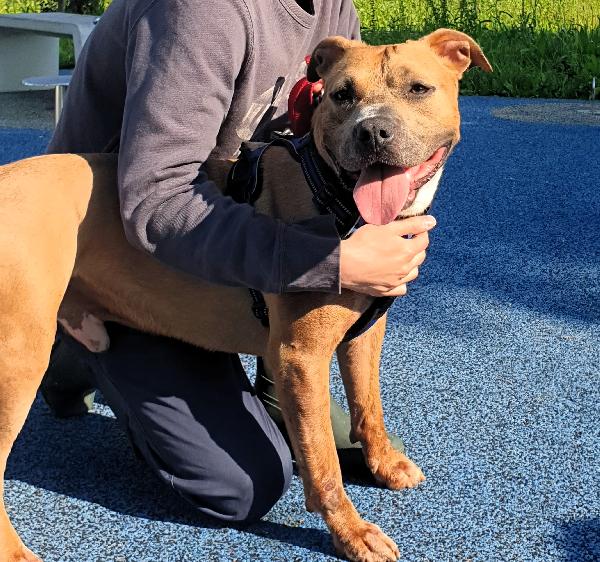 OTTO PIT BULL Foto 3